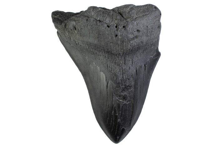 Partial Fossil Megalodon Tooth - South Carolina #374875